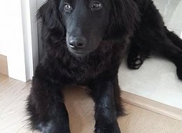 ARWEN